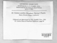 Cladonia chlorophaea image